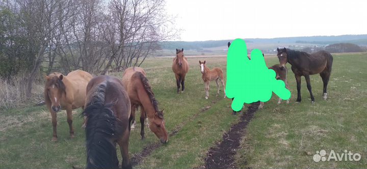 Жеребята