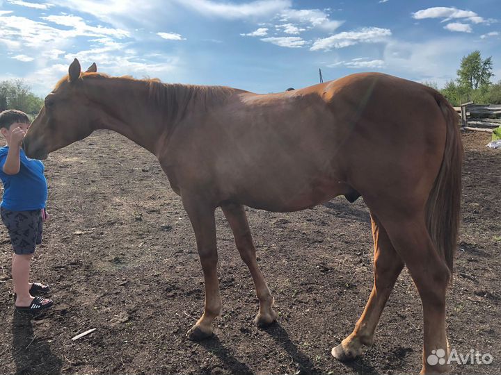 Лошадь жеребец