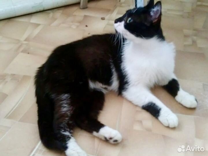 Кошечка Маруся мурчащим другом в Ваш дом)