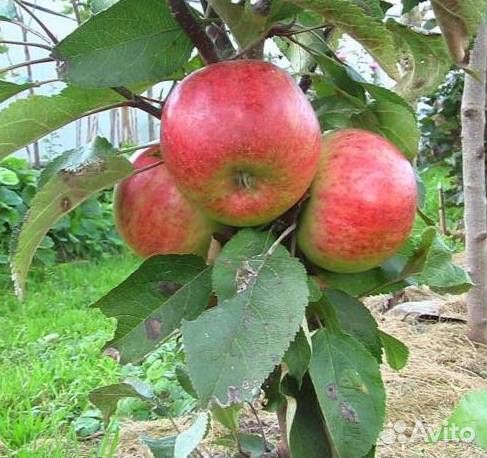Саженцы яблони Васюган