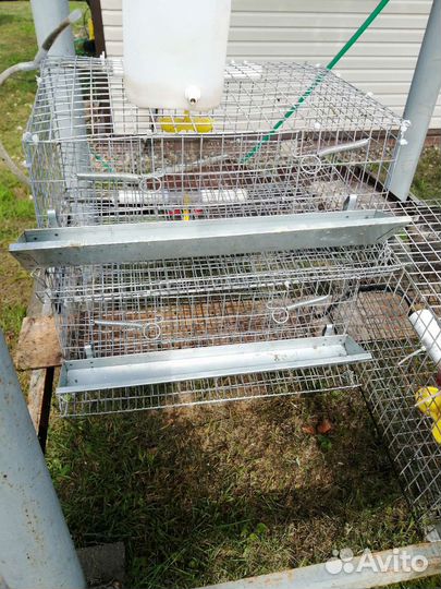 Клетки для перепелов