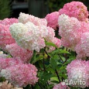Гортензии метельчатые