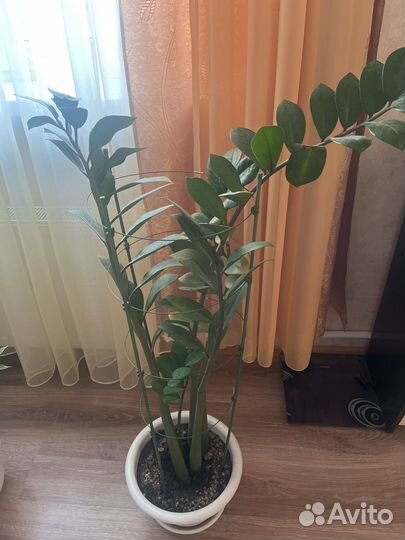 Замиокулькас