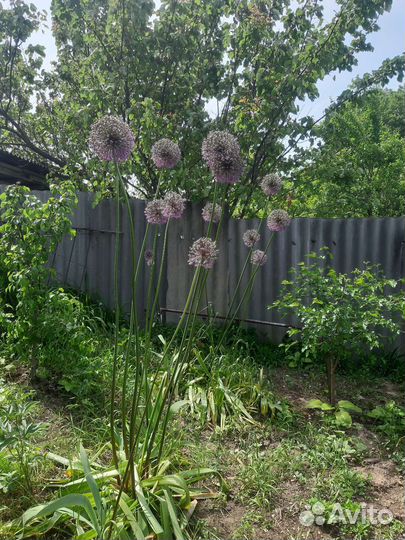 Пузыреплодник, спирея Голден принцесс, дерен