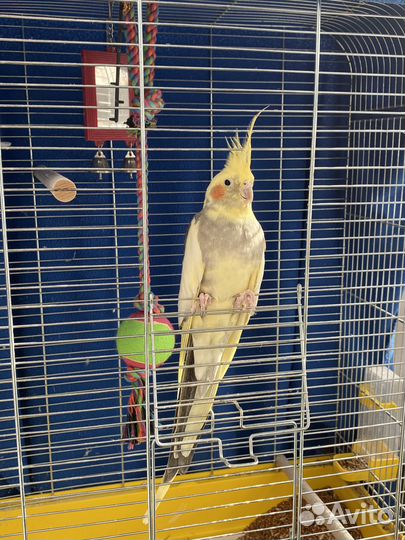Попугай корелла с клеткой