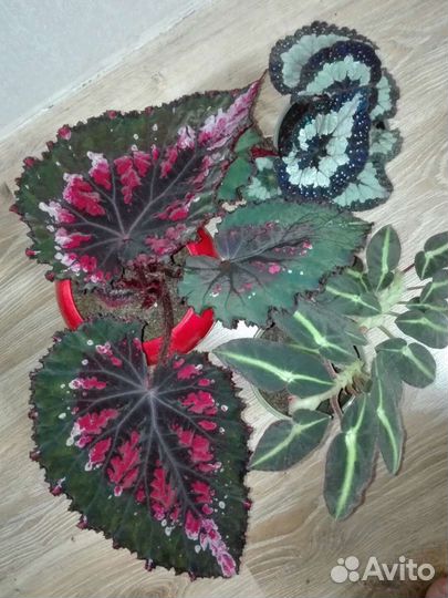 Королевская бегония Gryphon и другие
