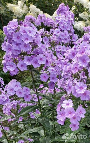 Флоксы, Безвременник, Желтая ромашка