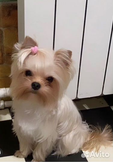 Золотой (голден) кобель на вязку