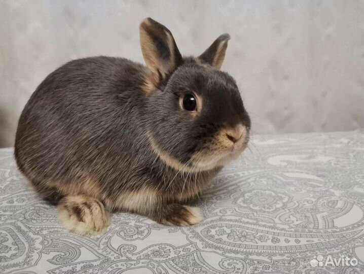 Карликовые кролики переменная группа