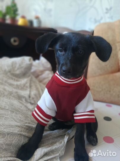 Щенок девочка в дар