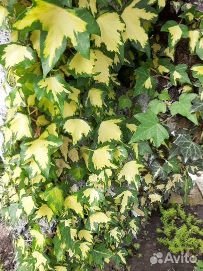 Плющ золотой