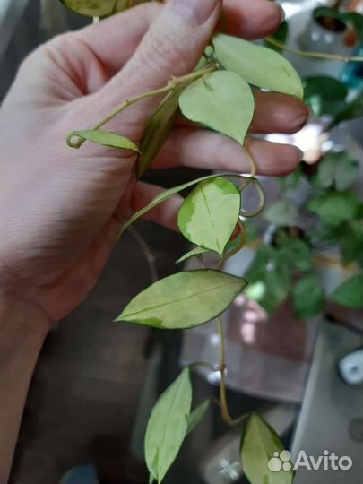 Хойи сортовые 4