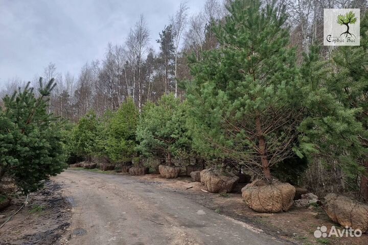 Сосна обыкновенная. Крупномеры из питомника