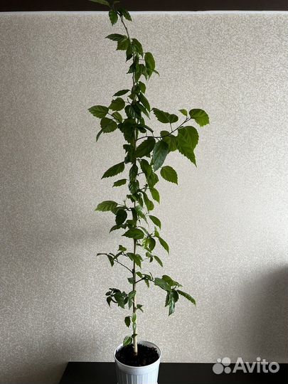 Китайская роза