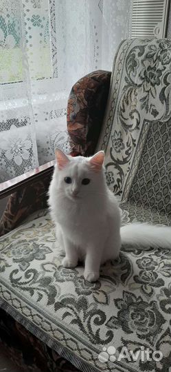 Котик