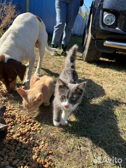 Котёнок 5 мес., серо - беленькая, полупушистая