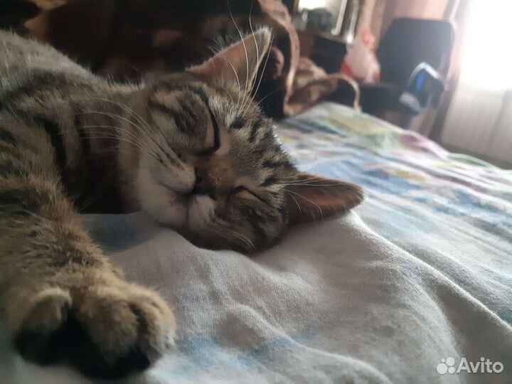 Кошка