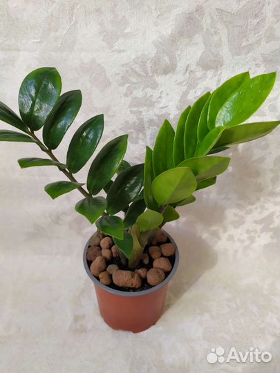 Замиокулькас, фикус Бенджамин