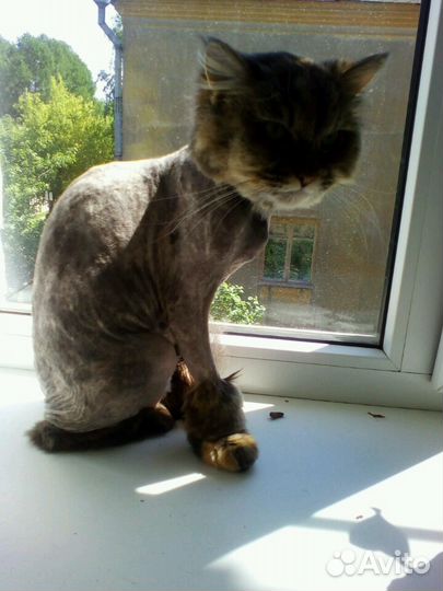 Стрижка кошек,вакцинация,кастрация,ветеринарный вр