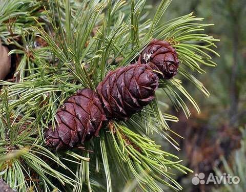 Кедровый стланик