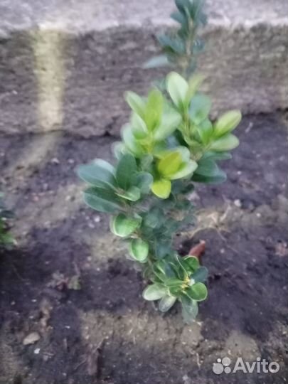 Пеларгония герань, самшит, бересклет