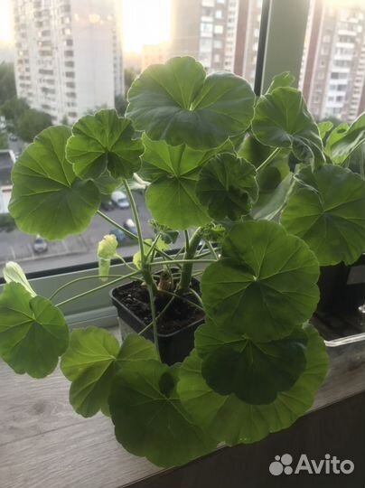 Молодая сортовая пеларгония. Герань