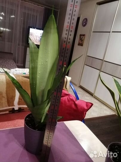 Сансевиерия муншайн