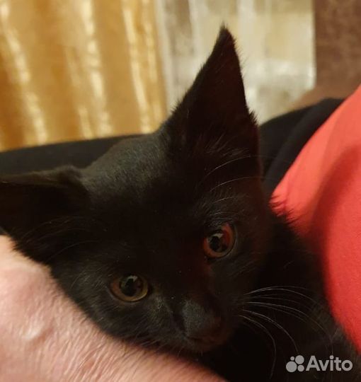 Кошки в добрые руки бесплатно