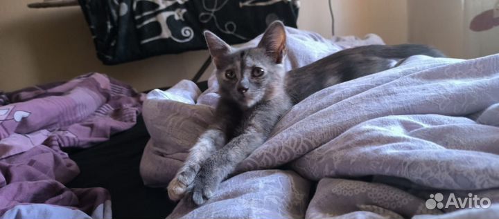 Котенок девочка в добрые руки