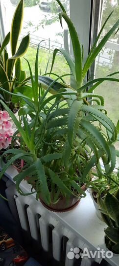 Алоэ столетник