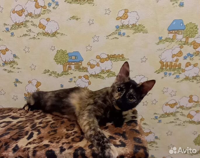 Котенок девочка