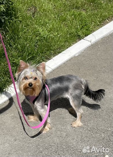 Йоркширский терьер