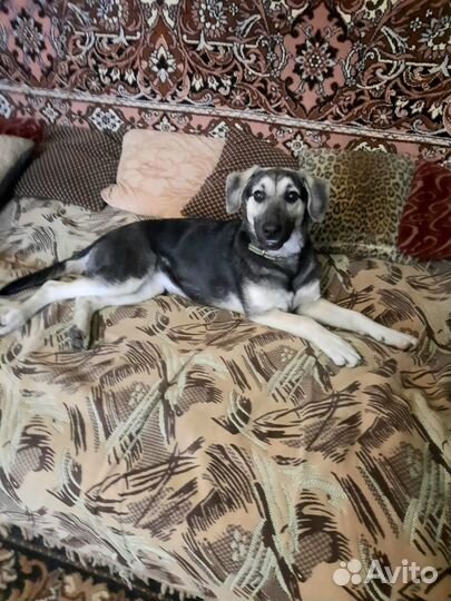 Умница Герда