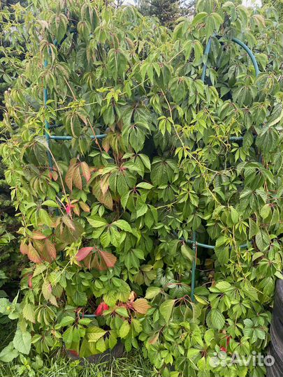 Девичий виноград 2,5-3м на колоннах в горшках 40 л