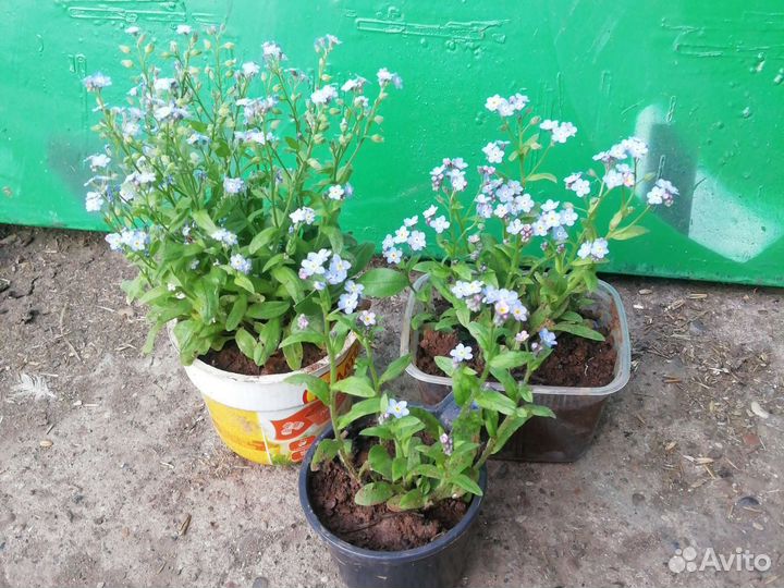 Цветы многолетники