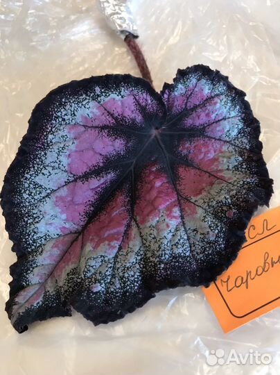 Бегонии декоративно-лиственные. Новые сорта