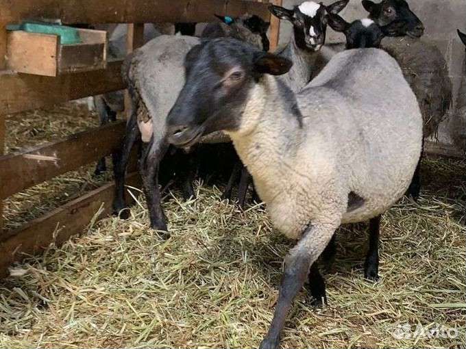 Романовские овцы.Матки,ярки,бараны