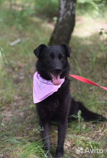 Восточноевропейская овчарка, помесь