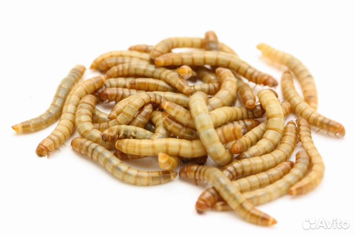 Мучной червь живой