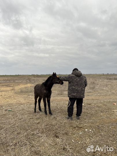 Карачаевский жеребец
