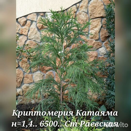 Криптомерия, лавровишня вариегатная