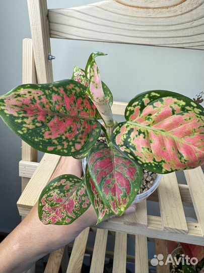 Аглаонема Кримсон Валентайн