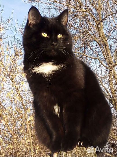 Британский кот