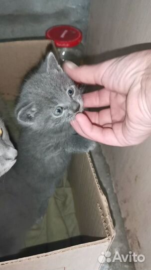 Британская короткошёрстная, котята