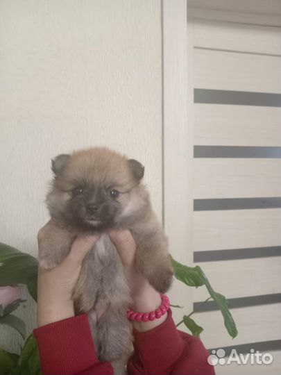 Померанский шпиц мини щенок
