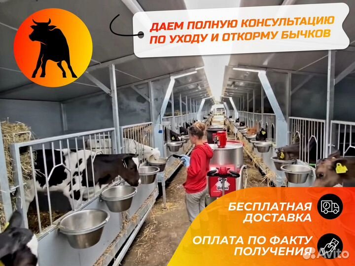 Телята бычки