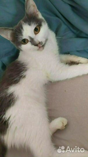 Ассолька. Счастье в добрые руки