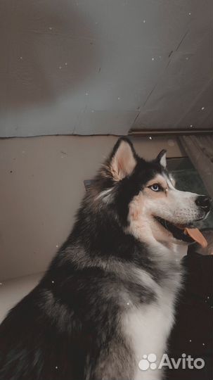 Хаски в добрые руки