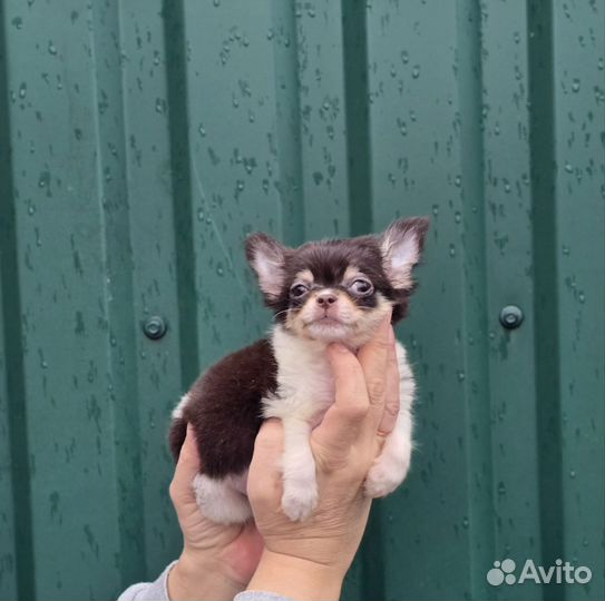 Мини красотка Чихуахуа