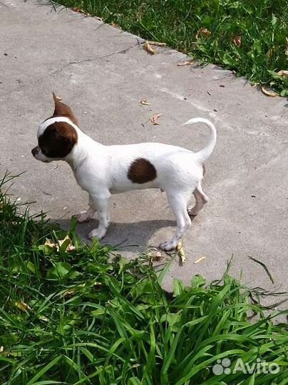 Чихуахуа мини размера мальчик